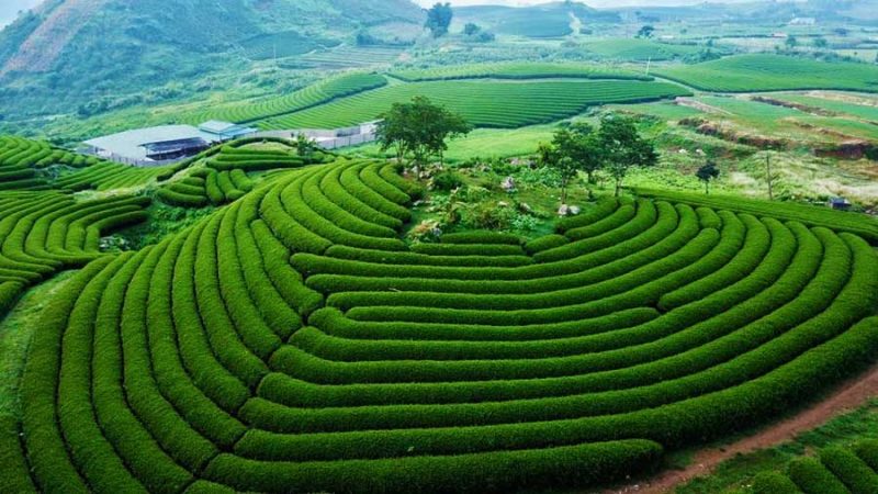 địa điểm du lịch Mộc Châu