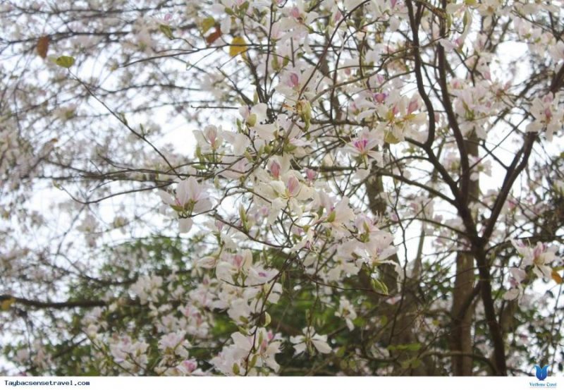 du lịch điện biên