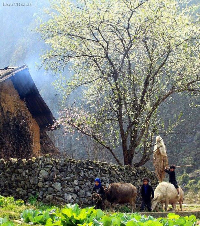 Đến Hà Giang mùa tam giác mạch