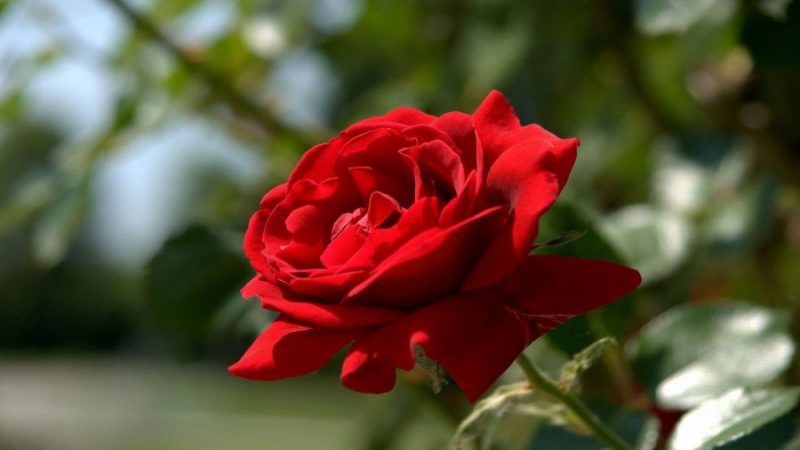 Hoa hồng mỗi sáng