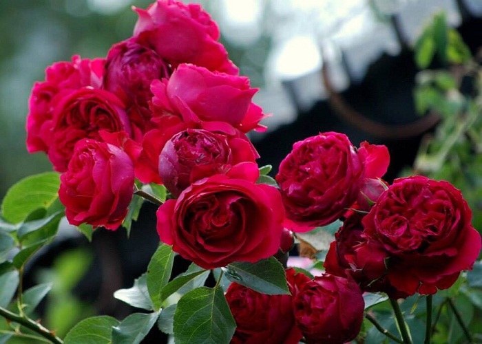 hoa hồng quý