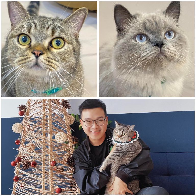 Đến với homestay quận 1 này, du khách sẽ không thể rời mắt được 2 chú mèo đáng yêu đang tiếp và chơi cùng khách (nguồn: facebook.com)