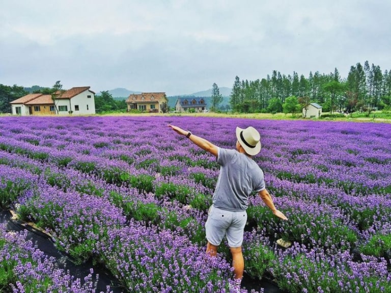 Sắc tím mộng mơ của hoa Lavender