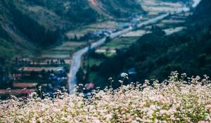 Hoàng Su Phì - Địa Điểm Nhất Định Phải Đến Khi Du Lịch Hà Giang