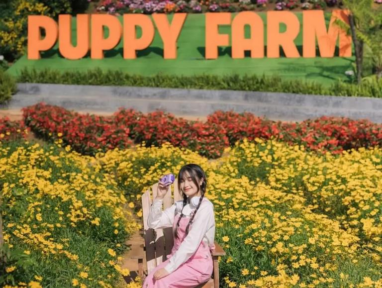 Nông trại cún Puppy Farm 