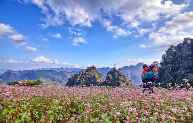 Bạn sẽ vừa được tìm hiểu kiến trúc độc đáo, vừa được đắm chìm trong sắc tím của mùa hoa.