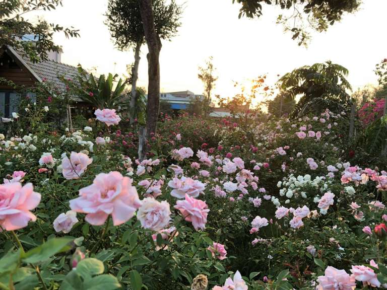 Khung cảnh xung quanh Homestay Hoa Hồng đều được bao quanh bởi những bụi hồng| Homestay gần Hà Nội
