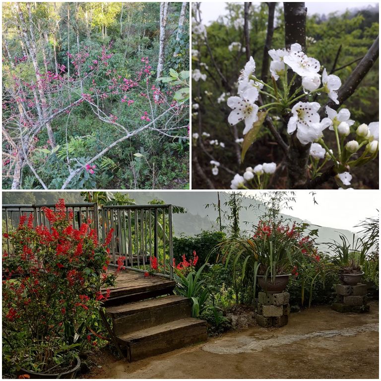 Homestay có một vườn cây rộng và vô cùng đẹp với đa dạng các loài cây hoa được ông chủ chăm sóc kĩ lưỡng
