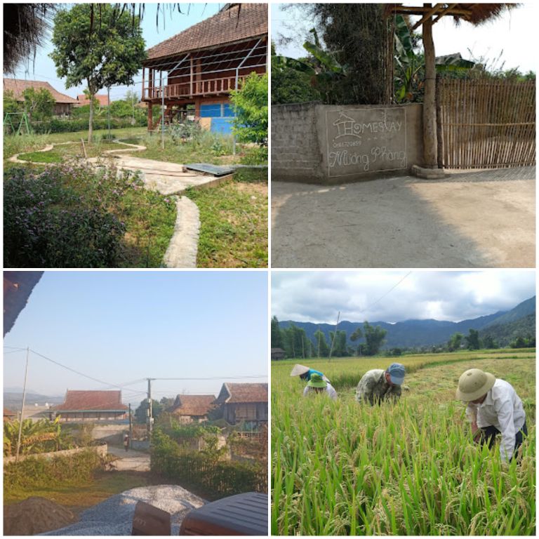 Muong Phang Homestay tọa lạc trong một bản làng nhỏ của đồng bào dân tộc Thái đen (nguồn: google map)