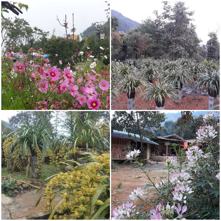 Không gian homestay Chinh Ly được tô điểm thêm bởi các khóm hoa rực rỡ sắc màu cùng vườn địa lan rộng lớn