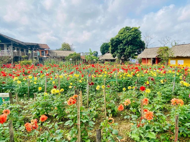 Homestay Lương Sơn thật sự là một thiên đường giữa lòng thiên nhiên với vườn hoa tuyệt đẹp (Nguồn: facebook.com)