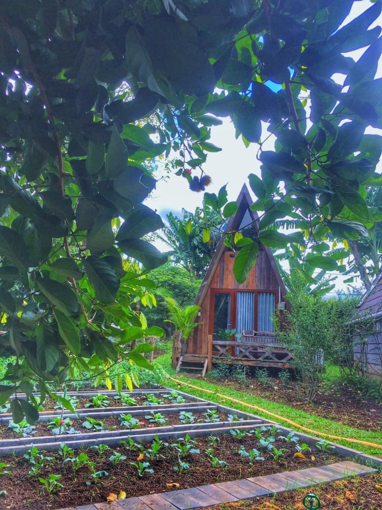 Trong khuôn viên của homestay Đắk Lắk này, khách hàng có thể tìm thấy một vườn rau hữu cơ và trái cây được trồng và chăm sóc đặc biệt.
