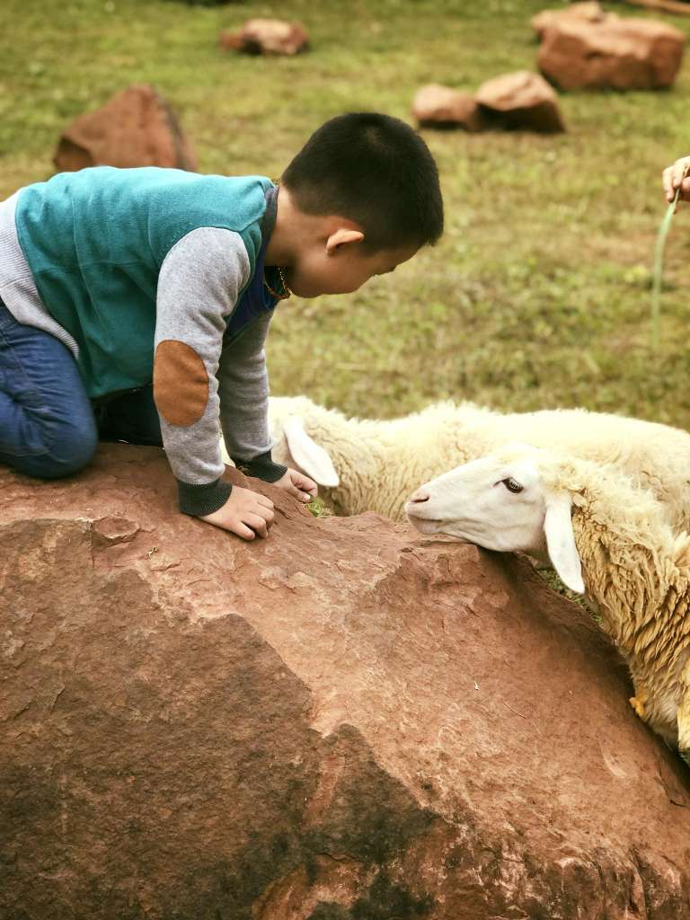Bọn trẻ thích thú khi được chơi với những chú cừu được nuôi tại homestay