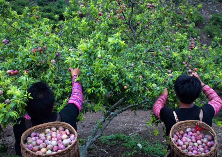 Người dân địa phương đang thu hoạch những trái mận chín mọng đỏ trông thật bắt mắt 
