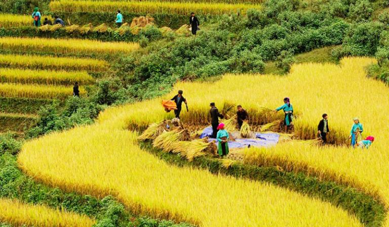 Simacai mùa này như được dát vàng, từ triền núi đến thung lũng.