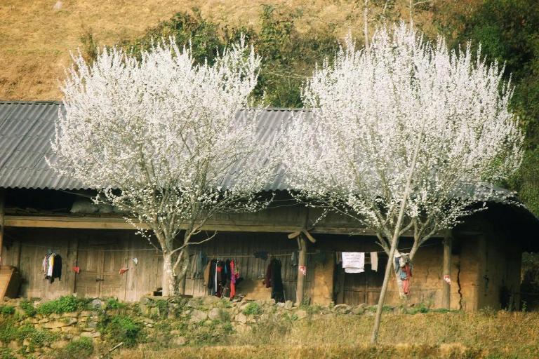 Mùa xuân là thời điểm đẹp như tranh vẽ, hoa mận nở trắng trời