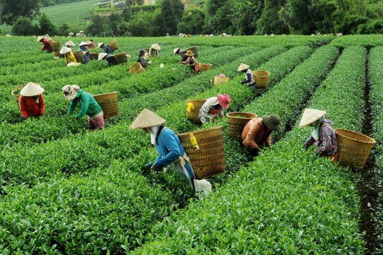 Đồi chè Tâm Châu trải dài xanh ngút ngàn, là nơi lý tưởng để nghỉ chân và chụp ảnh.