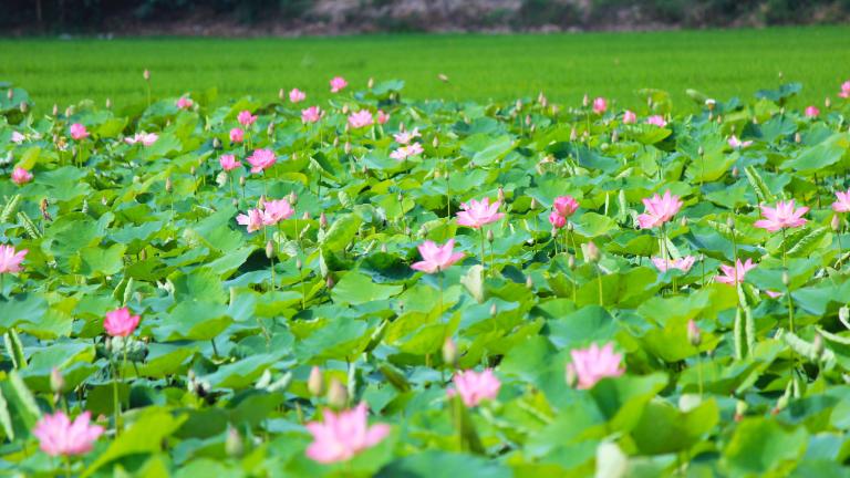 Tour xe máy Đồng Tháp