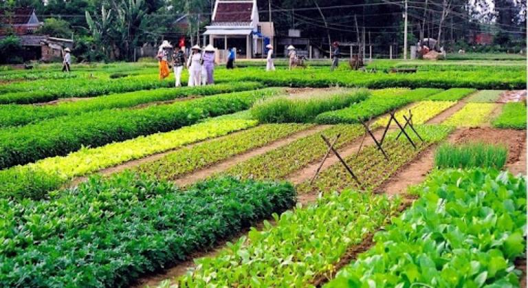 Tham gia lớp học nấu ăn tại làng rau Trà Quế