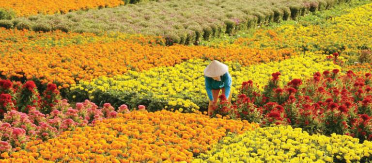 Làng hoa cảnh Chợ Lách – thiên đường hoa kiểng của miền Tây