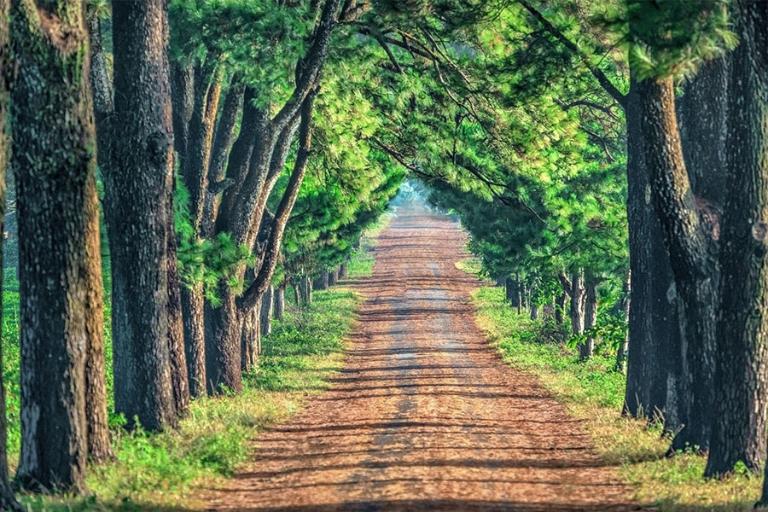 Hai hàng thông cổ thụ tạo thành mái vòm tự nhiên
