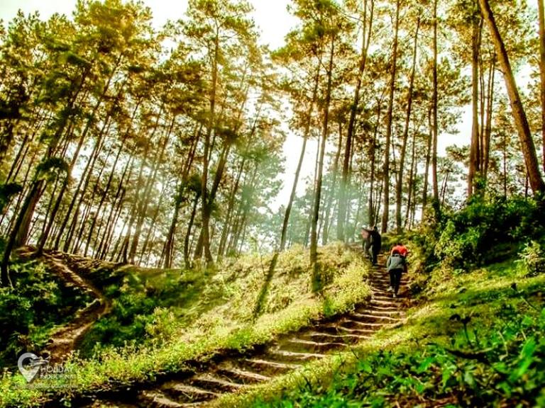Rừng thông Yên Minh phủ sương mù như châu Âu ở Hà Giang