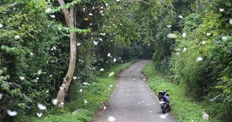 Vườn Quốc gia Cúc Phương với hệ sinh thái rừng nhiệt đới nguyên sinh