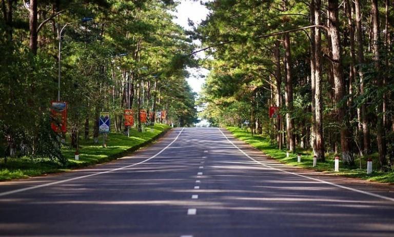 Rừng thông Măng Đen khiến người ta liên tưởng đến một Đà Lạt hoang sơ