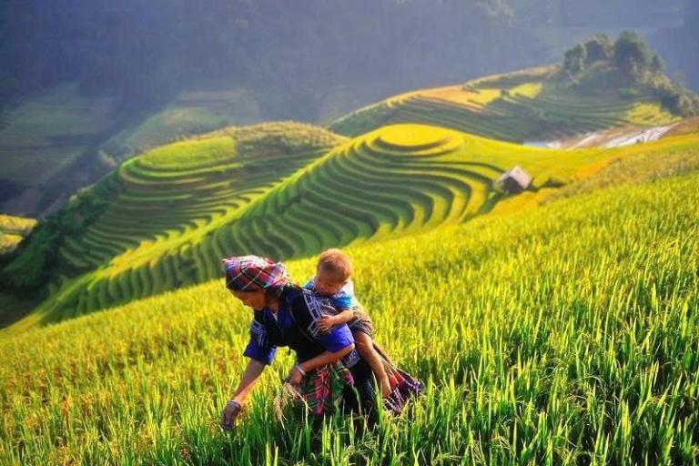 Thung lũng Mường Lò – một trong những vùng lúa lớn nhất Tây Bắc