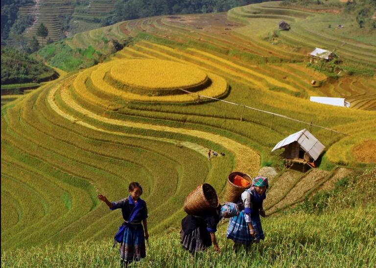 Những thửa ruộng hình vòng xoáy kỳ vĩ ở La Pa Tẩn