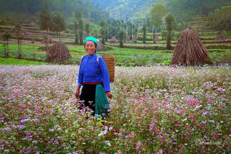 Pả Vi: bản nhỏ nằm ngay chân đèo, có ruộng hoa tam giác mạch được người dân trồng sát đường đi.