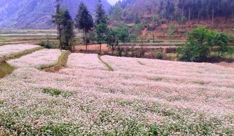 Sủng Là – thiên đường của hoa tam giác mạch.