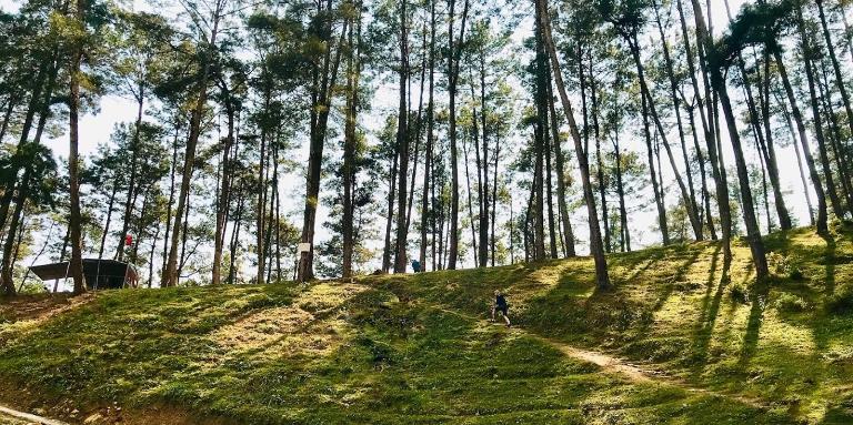 Rừng thông Yên Minh, được ví như "Đà Lạt thu nhỏ" của Hà Giang.