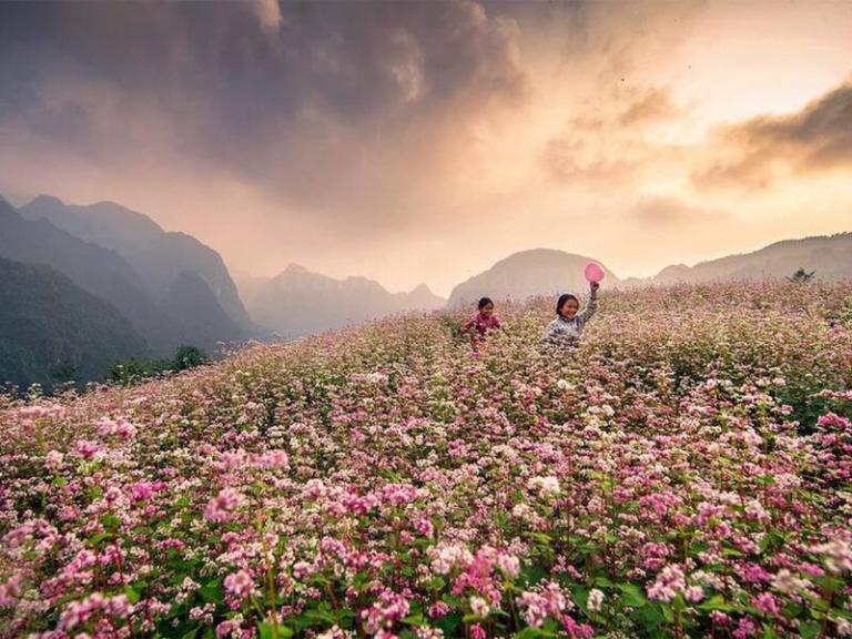 Mỗi mùa thu đến, những khoảng sân, thửa ruộng quanh nhà lại tràn đầy hoa tam giác mạch.