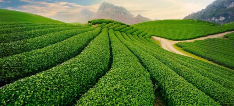 Đồi chè Tâm Châu là điểm đến không nên bỏ qua trong hành trình tour