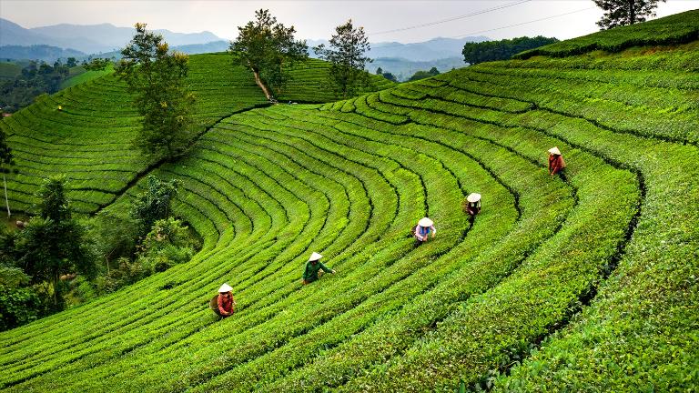 Đồi chè Long Cốc có màu xanh mơn mởn