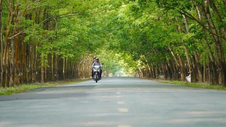 Những cánh rừng cao su ở Tây Nguyên