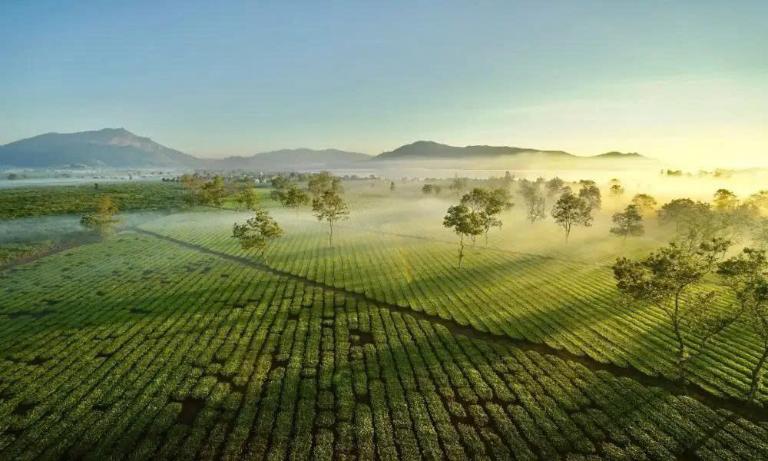 Đồi chè Pleiku có thảm xanh bát ngát, cực đẹp vào buổi sáng sớm.