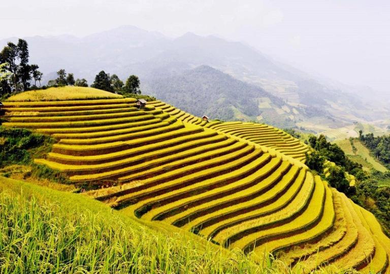Ruộng bậc thang vàng óng như tấm thảm khổng lồ trải dài từ thung lũng đến triền núi.