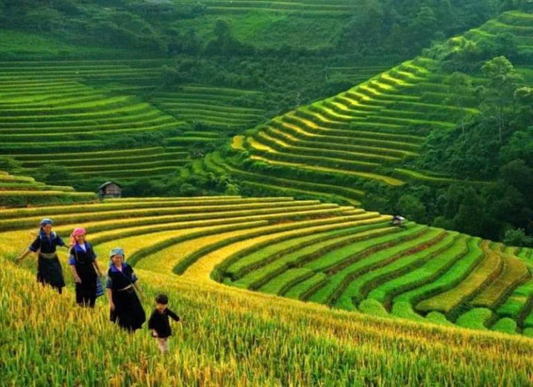 Ruộng bậc thang xanh mướt trải dài, cực kỳ mãn nhãn.